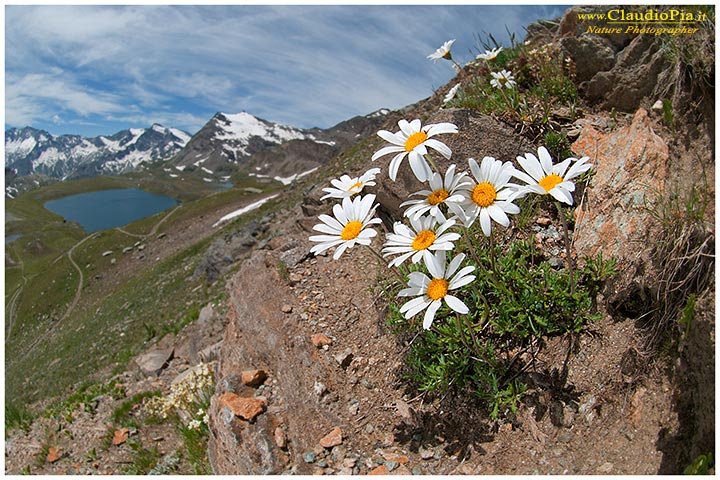 Claudio Pia - Leucanthemopsis alpina