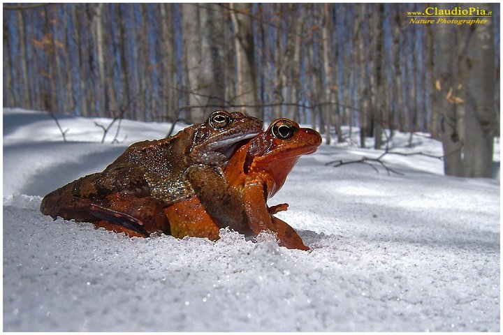 Claudio Pia - Mating