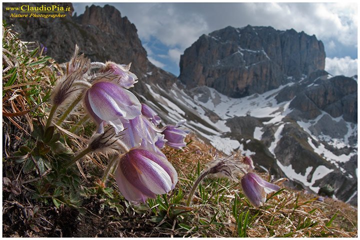 Claudio Pia - Pulsatilla vernalis