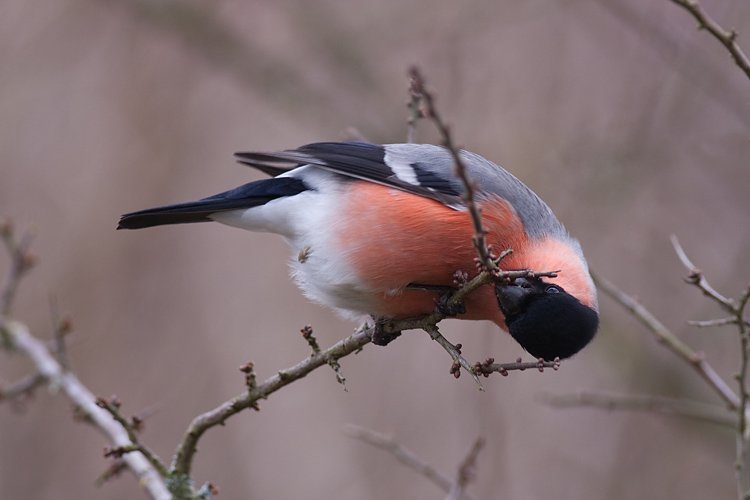 Walter - colourfull bird