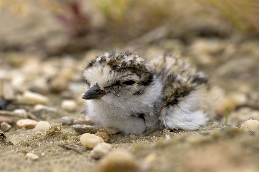 Walter - Little Ringed Plover