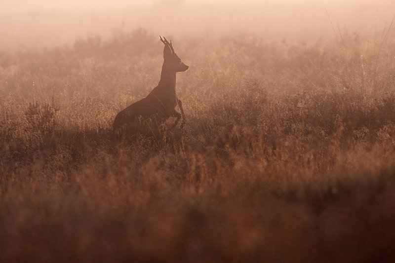 Walter - Jumping Roe Deer