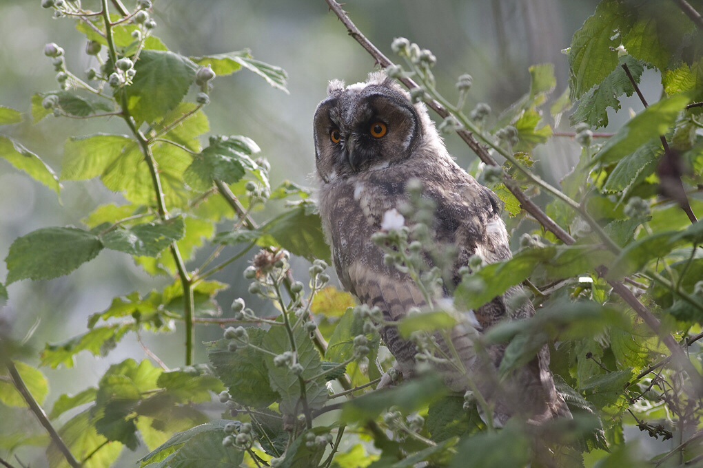 Walter - owl in sunny morning