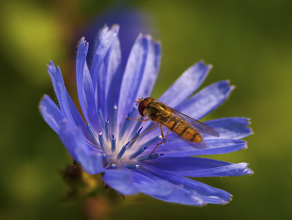 Mudr.Jan Přibyl - macro