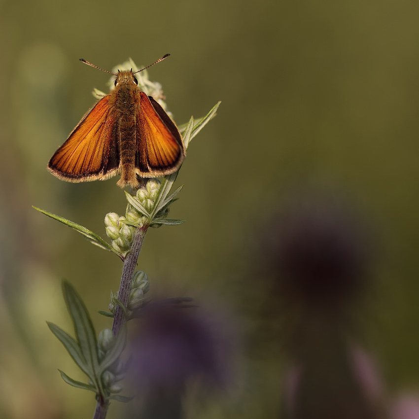 Mudr.Jan Přibyl - macro