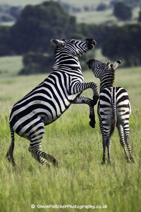 Simon Fletcher - Zebra Fight