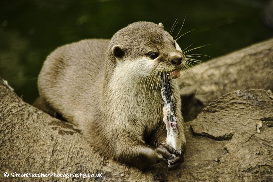 Simon Fletcher - Otter with Fish