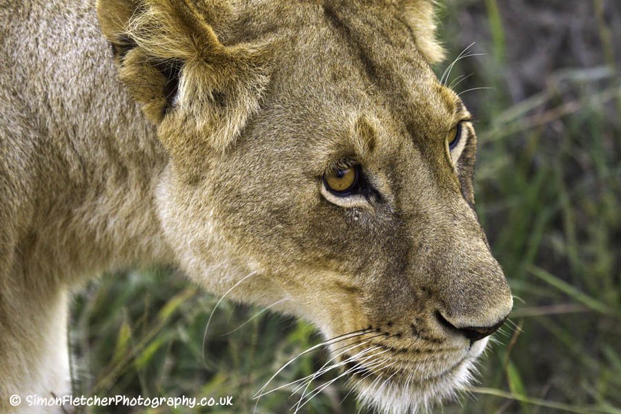 Simon Fletcher - Lioness Head