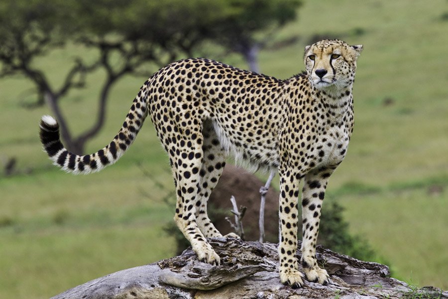 Simon Fletcher - Cheetah on Tree