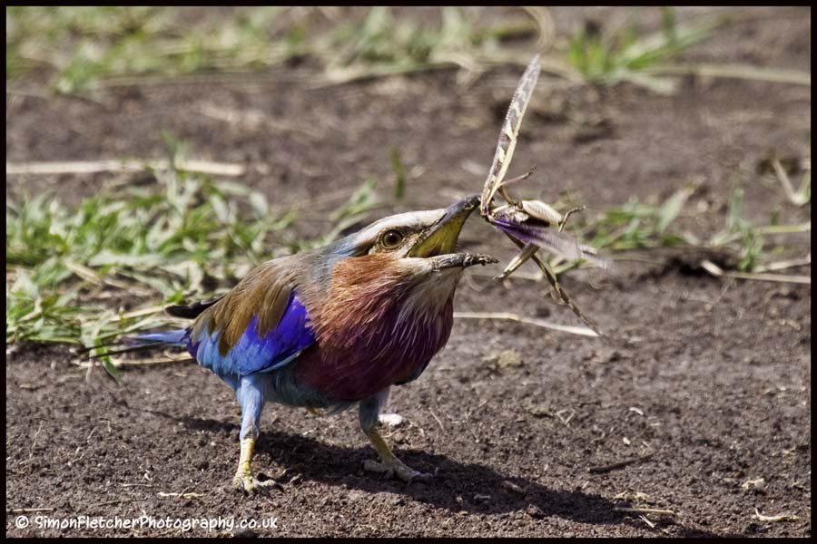 Simon Fletcher - Lilac Breasted Roller