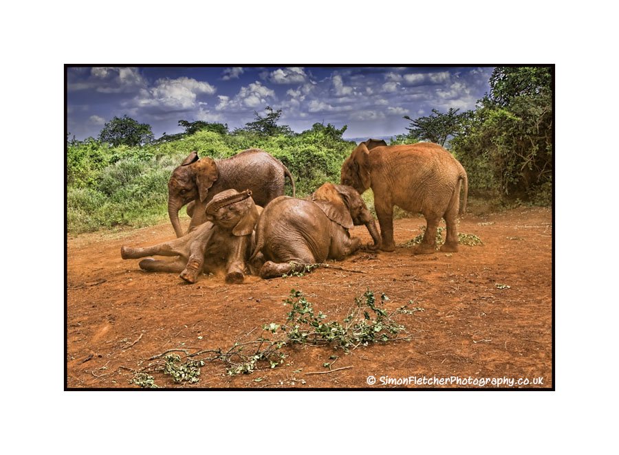 Simon Fletcher - Baby Elephants at Play