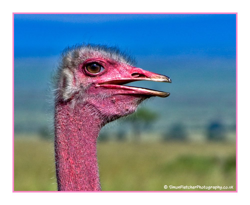 Simon Fletcher - Ostrich Head