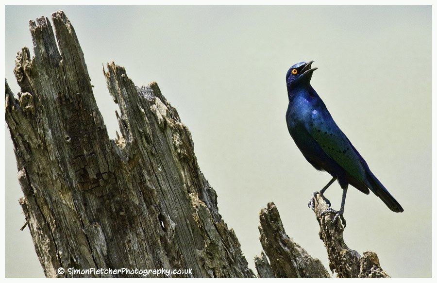 Simon Fletcher - Superb Starling