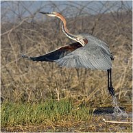 Simon Fletcher - Goliath Heron