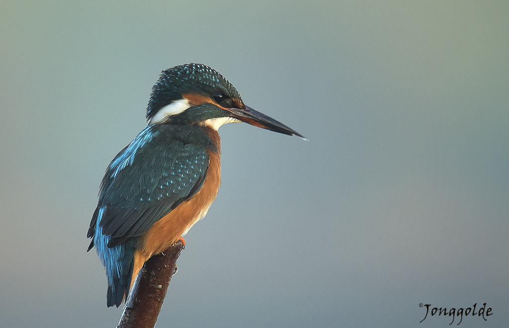 jonggolde - Yesterday's Kingfisher