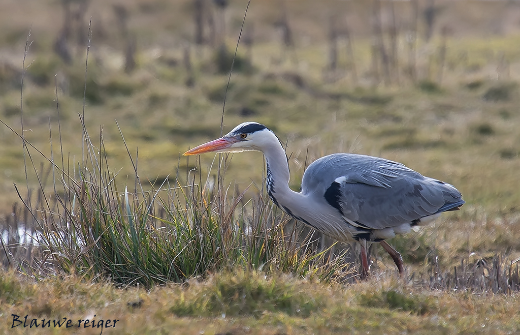 jonggolde - Blauwe reiger