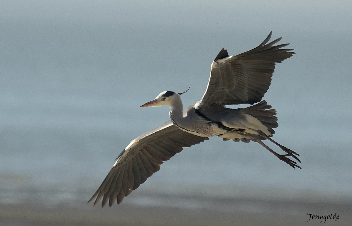 jonggolde - Blue heron