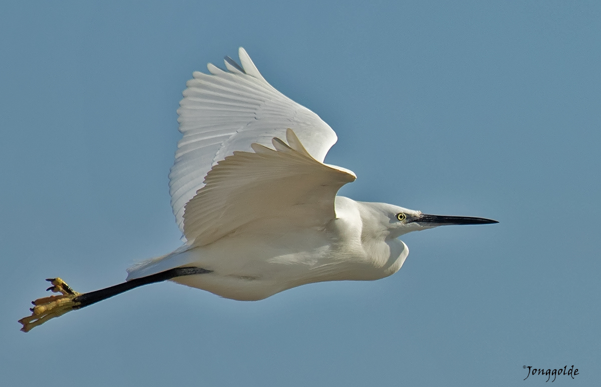 jonggolde - Kleine zilverreiger