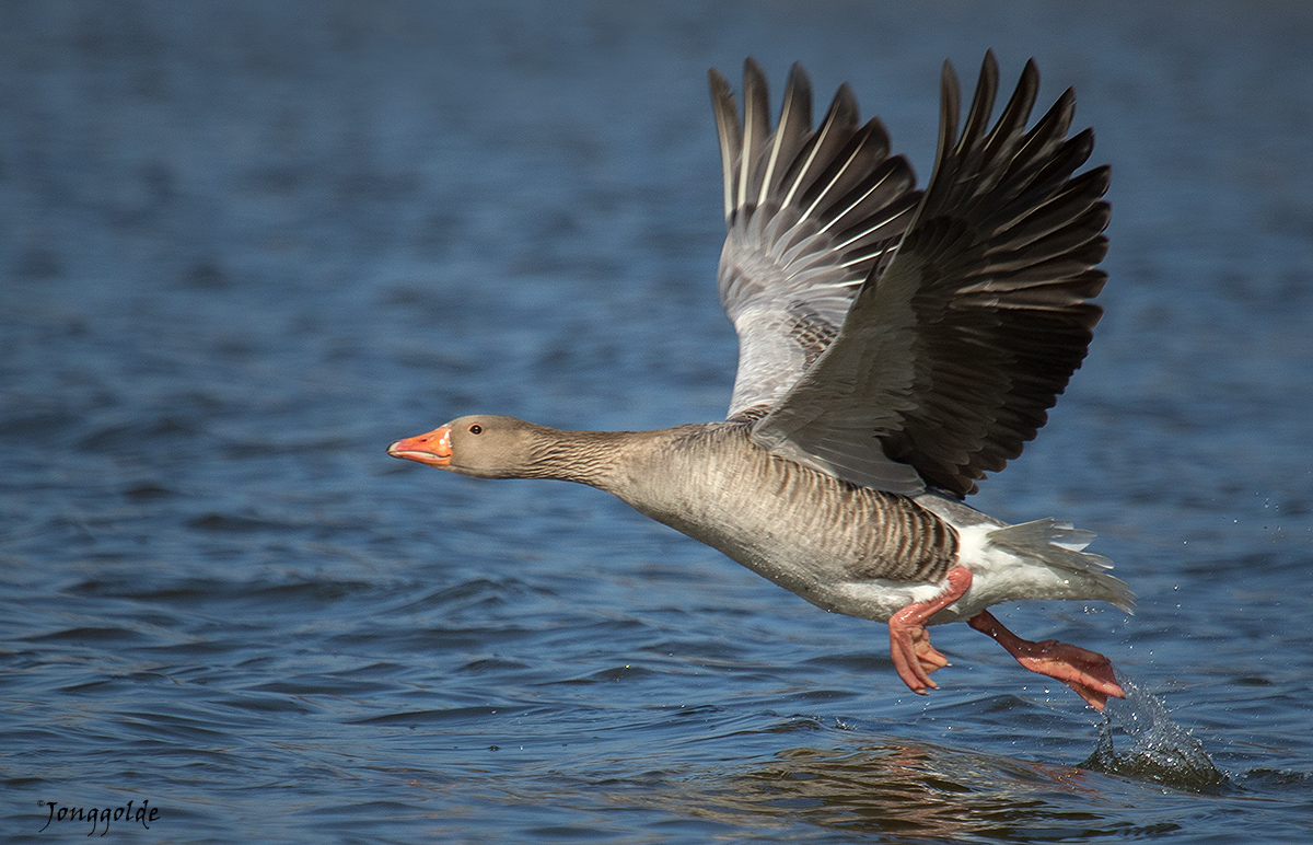 jonggolde - Grauwe gans