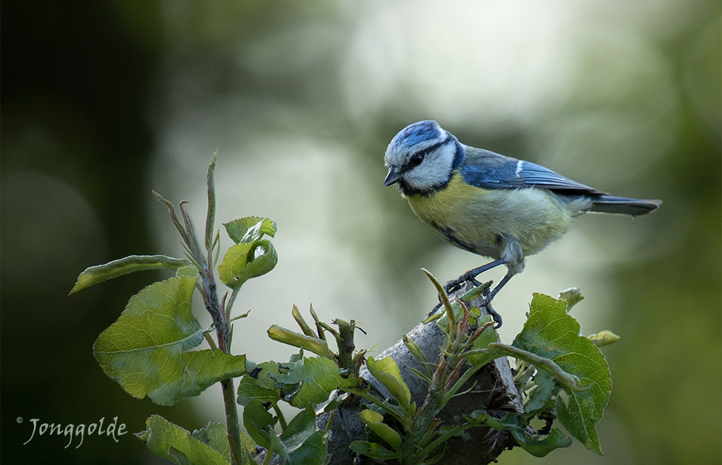 jonggolde - Tomtit in backlight