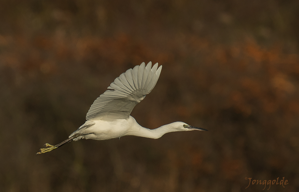 jonggolde - Zilverreiger