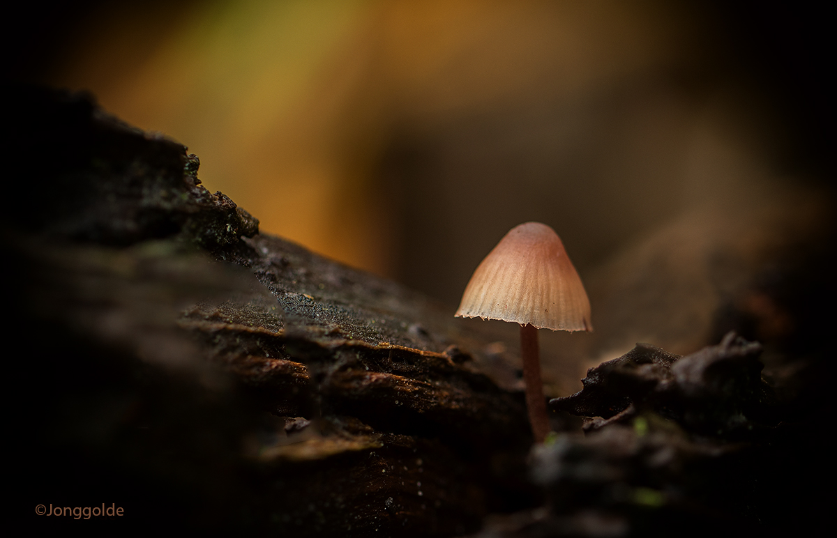 jonggolde - Grote bloedsteelmycena