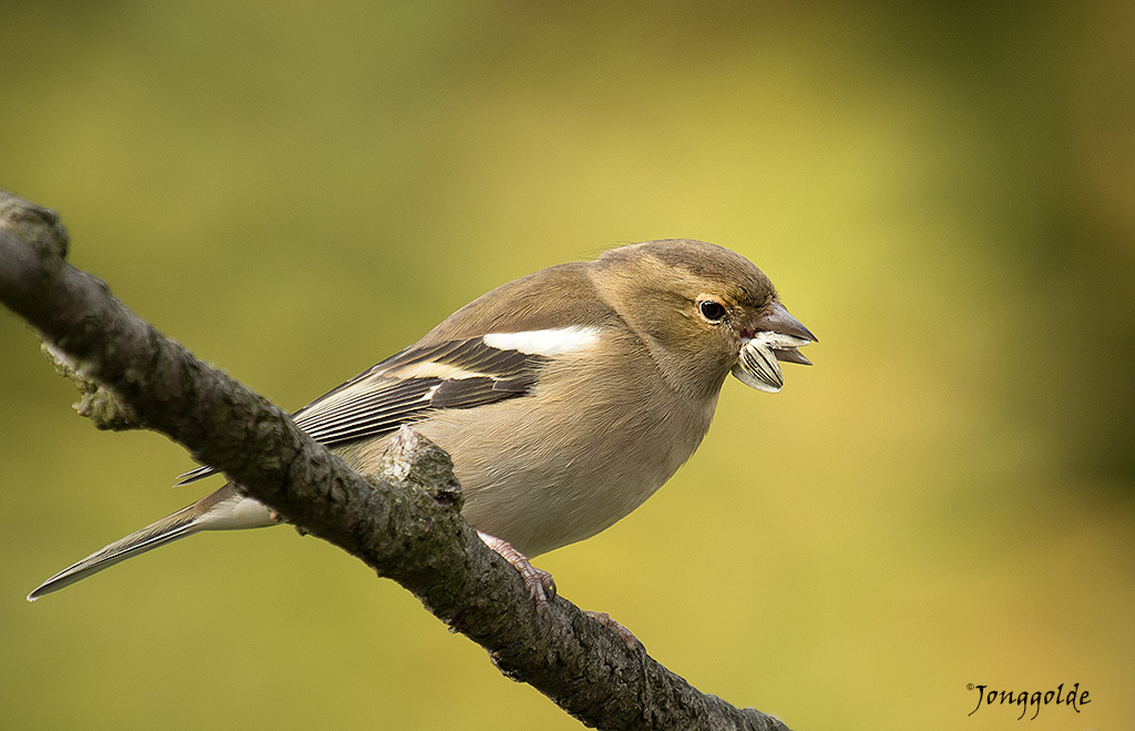 jonggolde - Vink