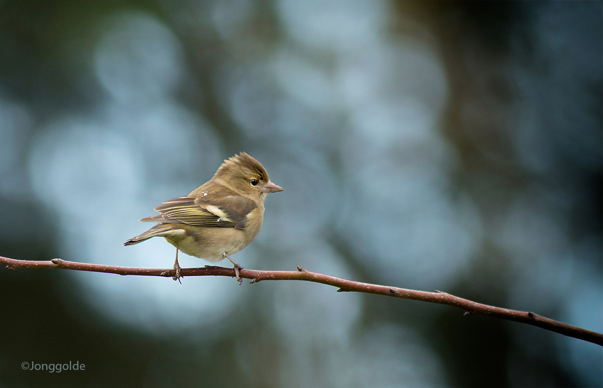 jonggolde - Vink ...