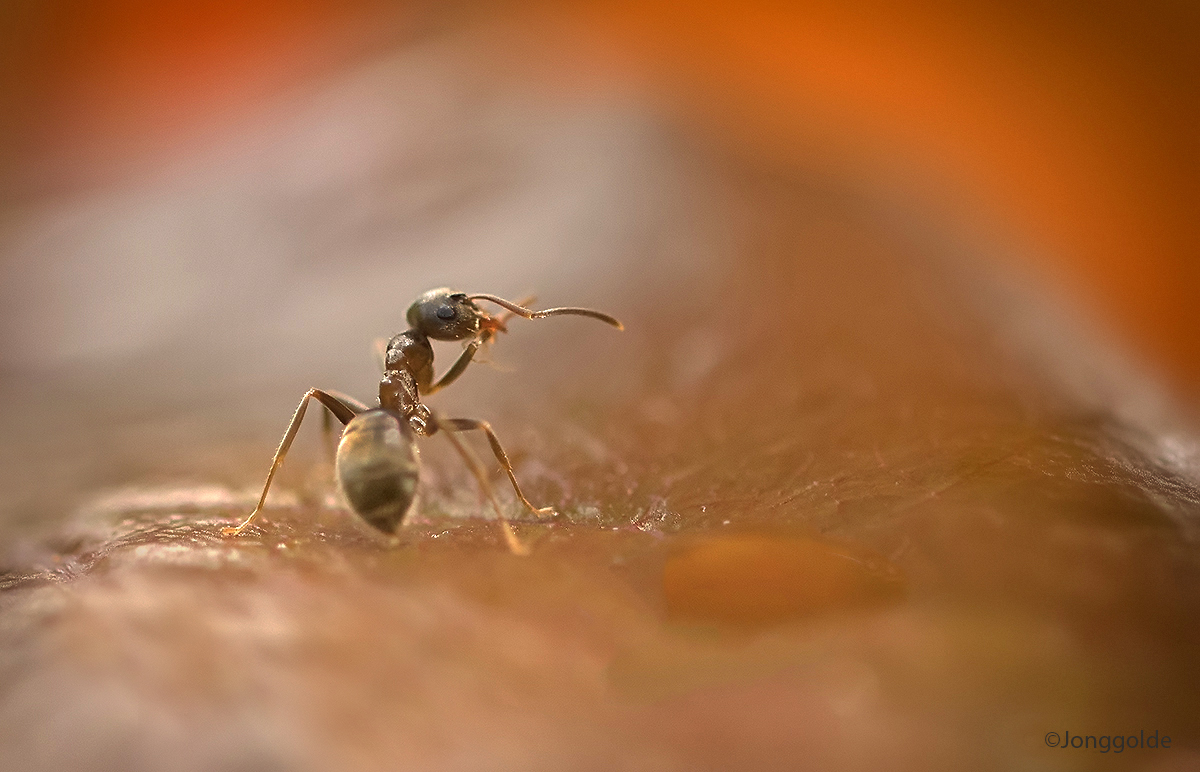 jonggolde - Ant washing itself ...