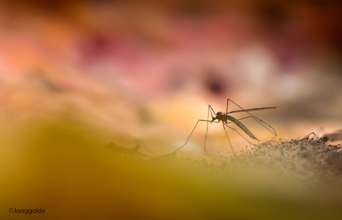 jonggolde - Mosquito in rotten melon...