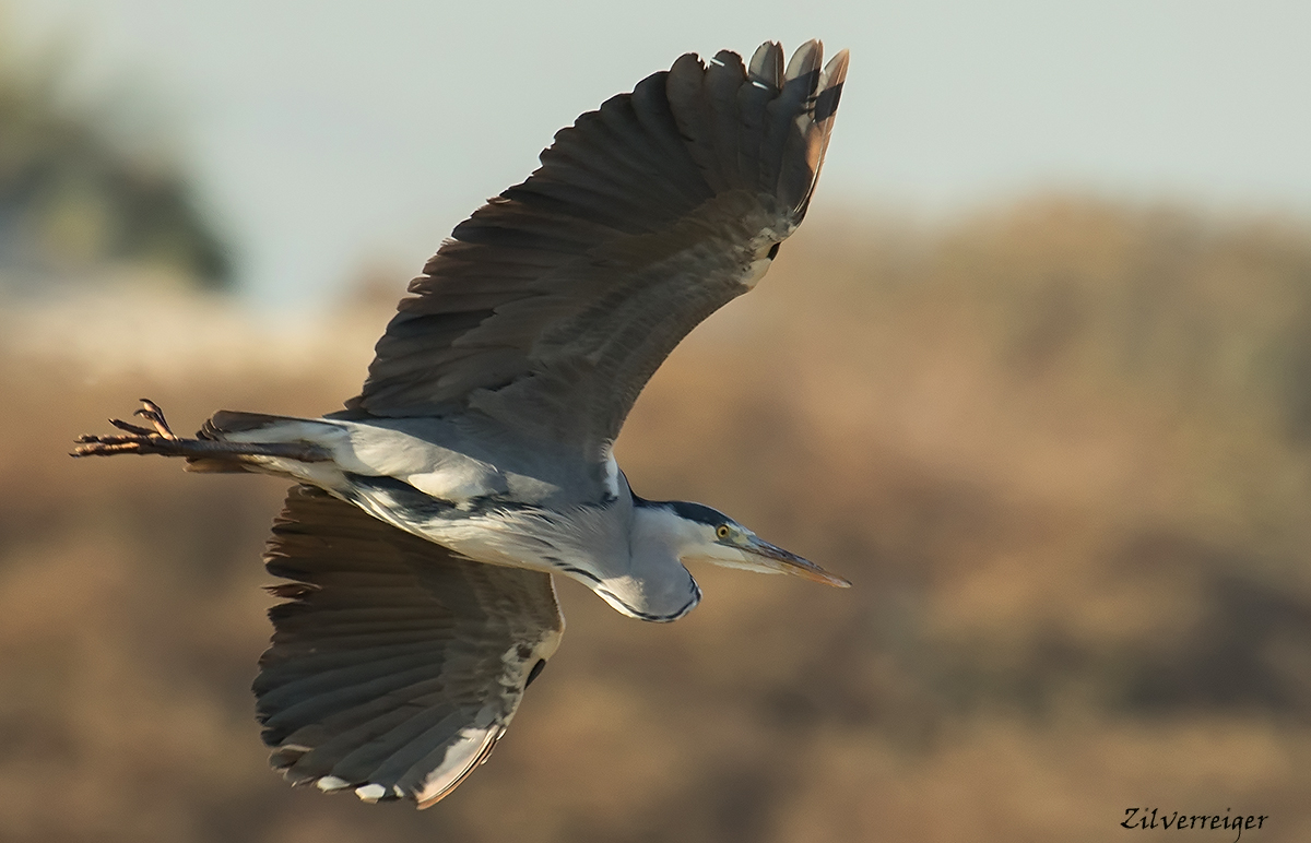 jonggolde - Blue heron II