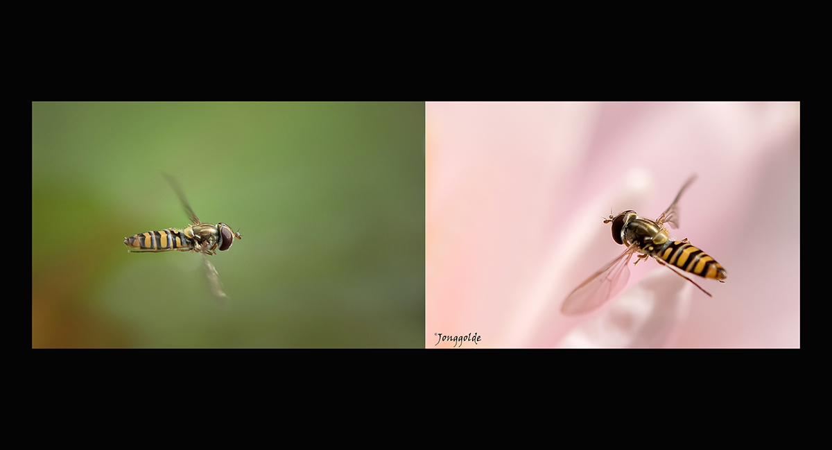 jonggolde - Hoverfly