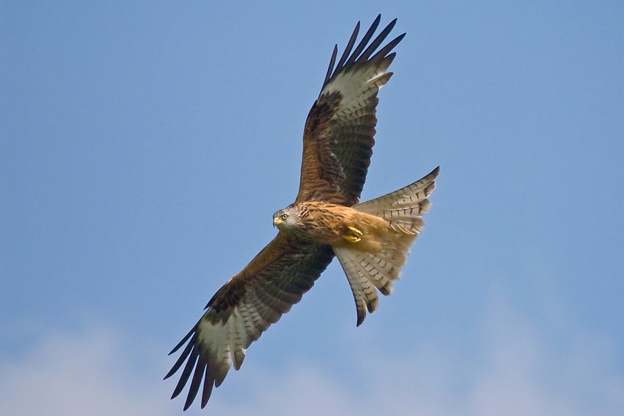 Nico Beun - Red Kite on Flight