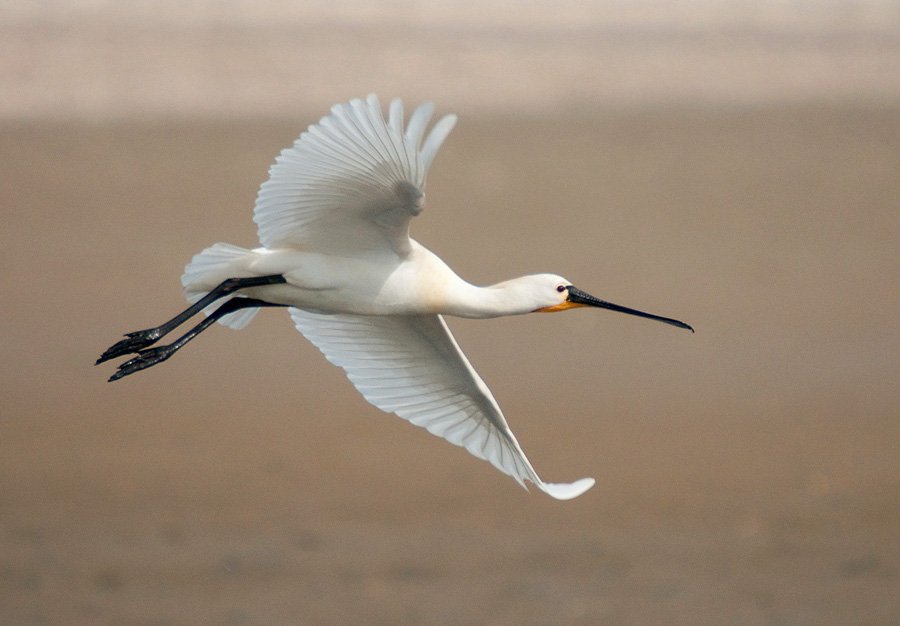 Nico Beun - Flying Spoonbill