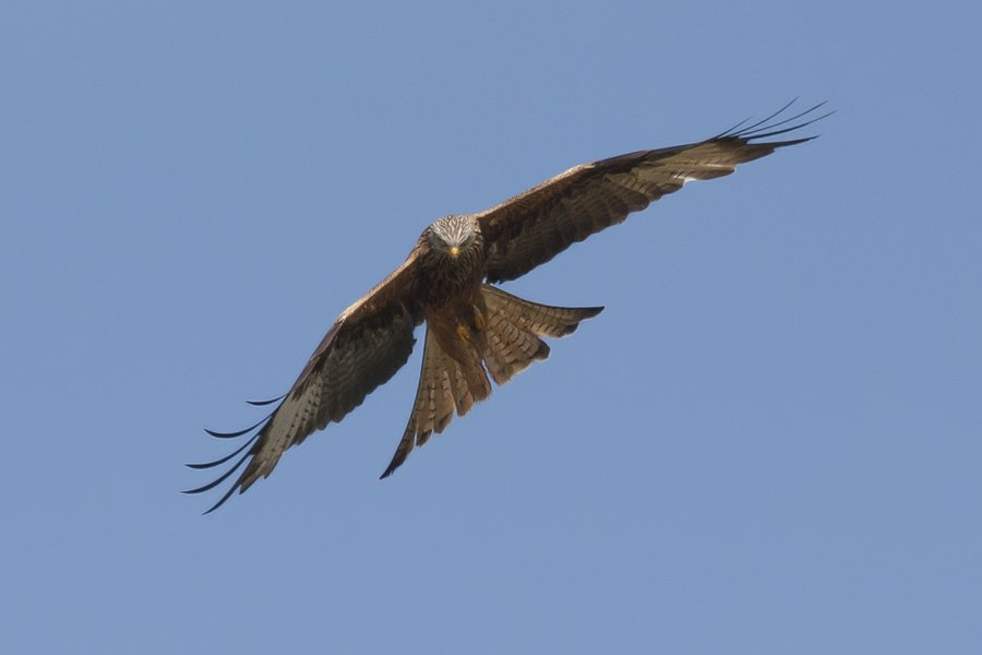 Nico Beun - Red Kite on Flight