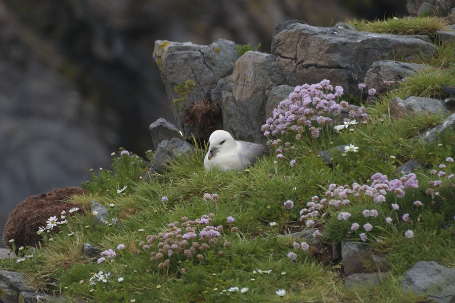 Nico Beun - Fulmar