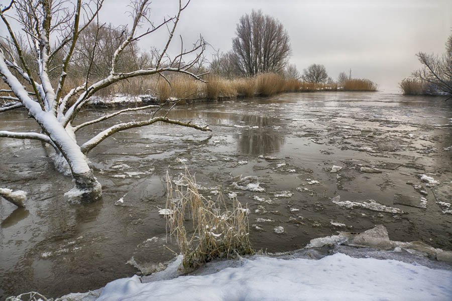 Nico Beun - Winter Biesbosch  Holland