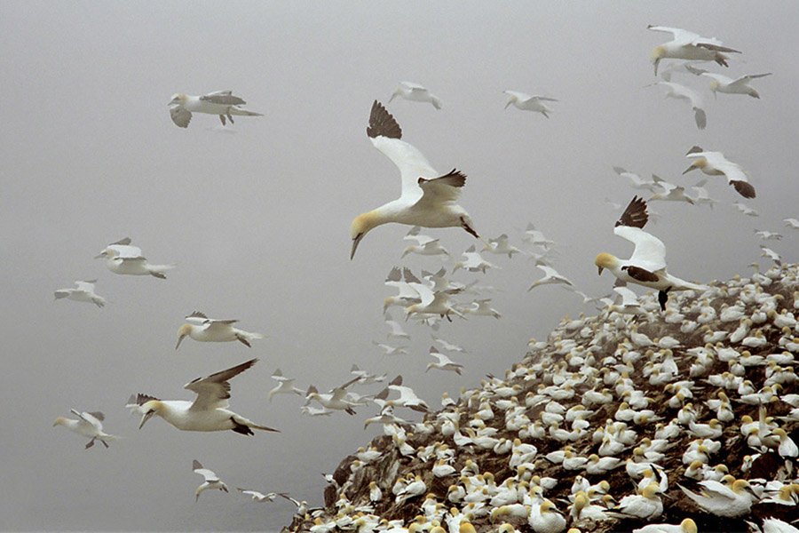 Nico Beun - Gannets in de mist.