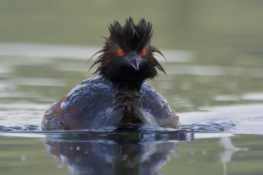 Nico Beun - Black-necked-Grebe