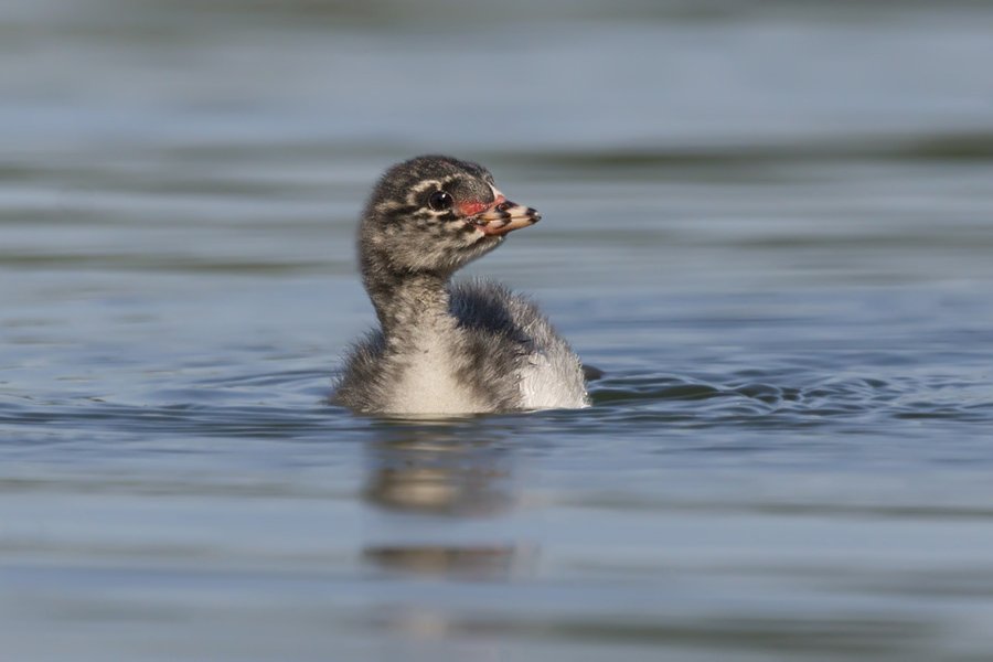 Nico Beun - Jong Black-necked-Grebe