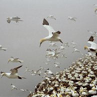 Nico Beun - Gannets in de mist.