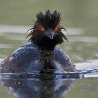 Nico Beun - Black-necked-Grebe