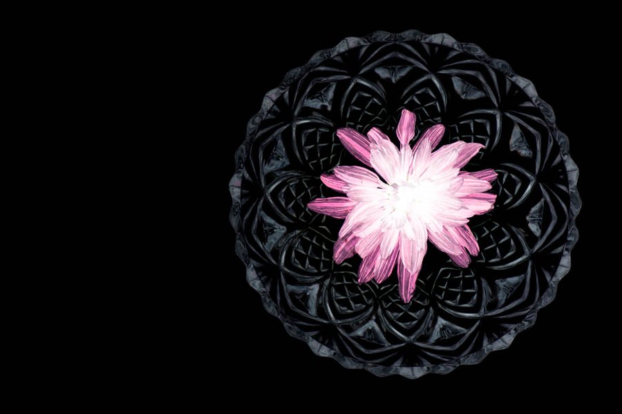 Dave Kennard - Flower in bowl photogram