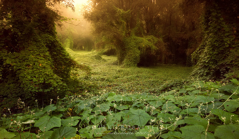 Mirko Rubaltelli - Nature