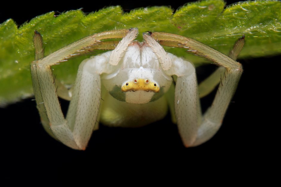 Gustav Meier - Misumena vatia