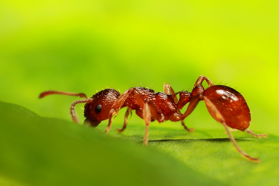 Gustav Meier - Myrmica rubra