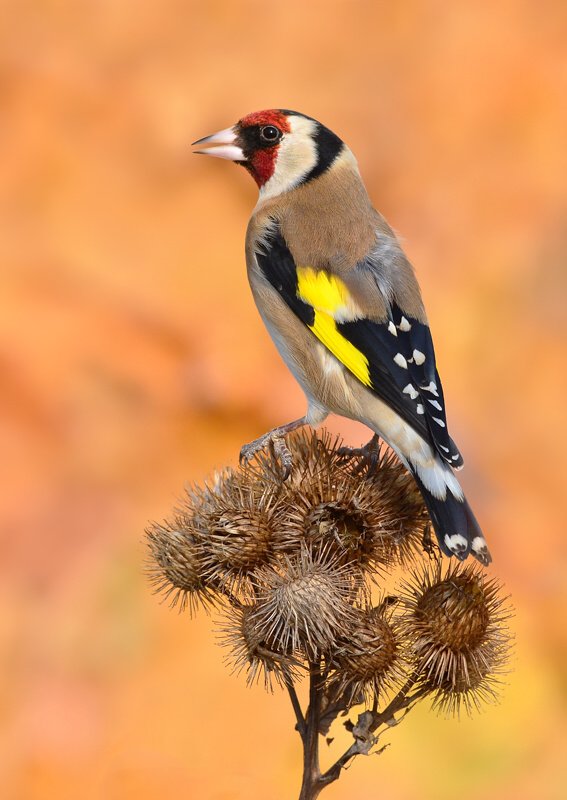 Erik Müller - Carduelis carduelis