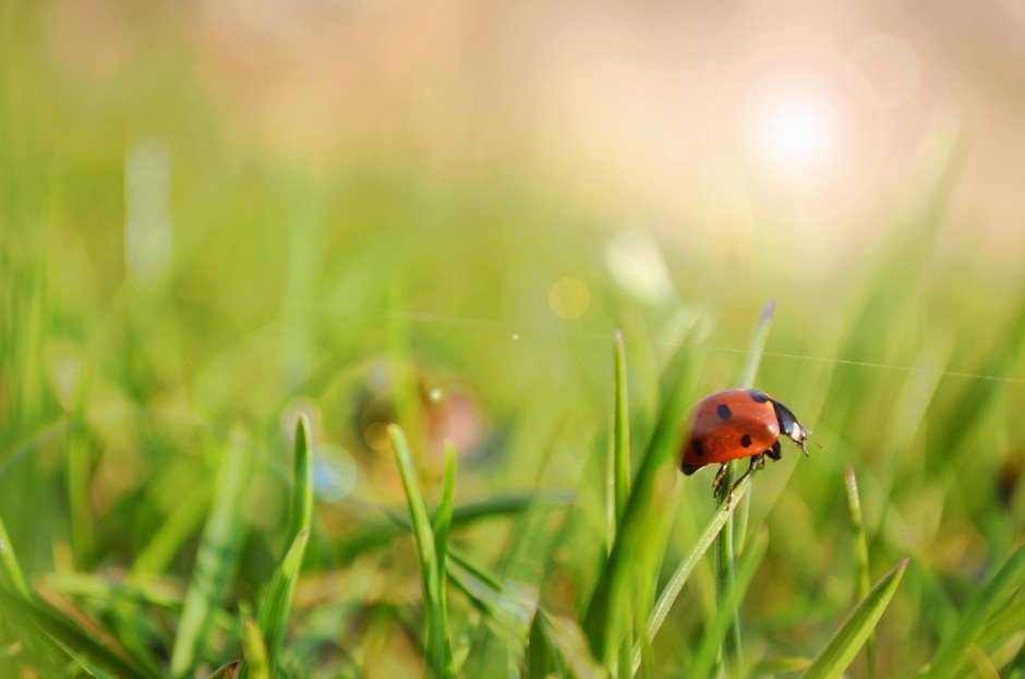 Eva Bělohlávková - Ladybug