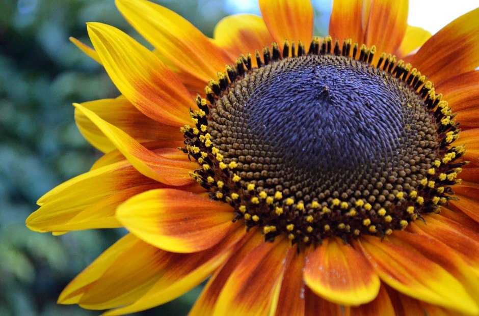 Eva Bělohlávková - Sunflower