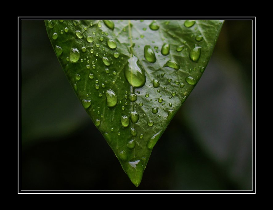 JOAQUÍN REYES - hoja y lluvia